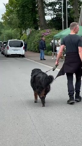 A large, tri-color dog with black, tan, and a white-tipped tail walks on a yellow leash held by an adult man wearing a black shirt and dark pants. Both are moving away from the camera on a gray asphalt road. A white Mercedes-Benz van is parked on the left side of the road. In the background, a green bus stop sign with a white 'H' is visible above a sidewalk. Several other pedestrians are on the sidewalk, including a man in a blue jacket and jeans, and another man with a backpack. Lush green trees and pink flowering bushes line the background, with a green canopy structure visible on the right.