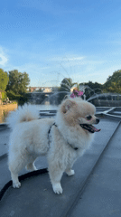 Pomeranian dog spotted at fountain and bridge in German town