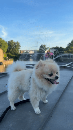 Pomeranian dog spotted at fountain and bridge in German town