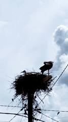 White storks nest on utility pole amid power lines