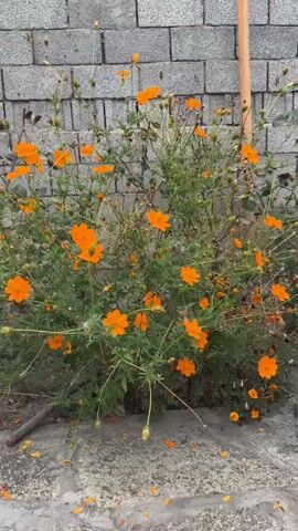 A medium shot shows an outdoor scene with a patch of bright orange cosmos flowers in bloom. The flowers are the primary focus, with a brick wall in the background and a concrete surface in the foreground. The camera pans slightly from left to right, capturing the bushy plants and their delicate petals. Some of the flowers are in full bloom, while others are still developing buds. There are also a few dried seed heads visible on the plants. The lighting suggests it is daytime, and there appears to be a slight breeze causing the flowers to sway gently. The overall impression is one of natural beauty and simple elegance.