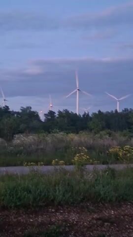 The video shows a landscape with several wind turbines in the distance. The turbines are white with red lights on top and their blades are blurred, indicating they are in motion. The sky is cloudy and appears to be either early morning or late evening, with a soft light illuminating the scene. In the foreground, there is dense vegetation, including green grass and some yellow flowers. The overall impression is of a rural, possibly windy, environment.