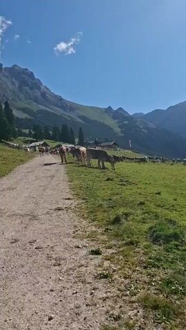 The video shows a herd of cows grazing in a large, grassy field. The field is surrounded by majestic mountains, with some buildings visible in the distance. The sky is clear and blue, suggesting a sunny day. The cows are of various breeds and colors, and they are spread out across the field, some grazing, others walking. The camera pans across the scene, capturing the vastness of the landscape and the peaceful atmosphere. A dirt path runs along the left side of the frame, leading into the field. The overall impression is one of a serene rural landscape, likely in the Alps, where cows are being raised for dairy or beef. The video appears to be shot during daylight hours, with good natural lighting. There are no people visible in the frame, only the cows and the natural environment.