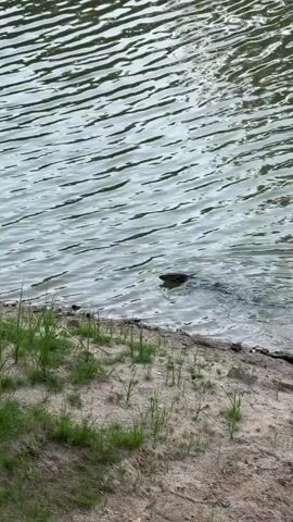 The video shows a monitor lizard swimming in a body of water near the shore. The water has gentle ripples and appears to be a calm lake or river. The shore is composed of sandy soil with some sparse green grass growing. The lighting suggests it is daytime, likely overcast or early morning/late afternoon given the soft, diffused light. The monitor lizard's head and part of its back are visible as it moves through the water. The scene is peaceful and natural, with no human presence. The location context provided indicates this is Baan Harn, Thailand, which might suggest a tropical or subtropical climate. No text is visible in the media file.