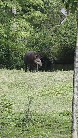 A tapir is grazing on a grassy slope in an outdoor enclosure. The tapir is dark brown with a lighter snout. It is facing away from the camera and is lowering its head to the ground. The background consists of dense green foliage and trees. A tall tree with a protective mesh around its base is in the foreground on the right side of the frame. The lighting suggests it is daytime.