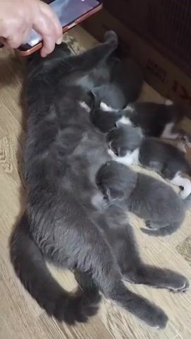 The video opens with a close-up of a gray cat lying on its back on a wooden floor, nursing several kittens. A person's hand is holding a smartphone over the cat, presumably recording or taking pictures. The phone screen displays an image of cats. The cat and kittens appear to be in a domestic setting, with a cardboard box visible in the background. The person holding the phone says "кисочки красивые. Кто, кто? Два мальчика" which translates to "kittens are beautiful. Who, who? Two boys".