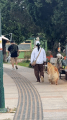 Woman walks golden retriever in Da Lat park
