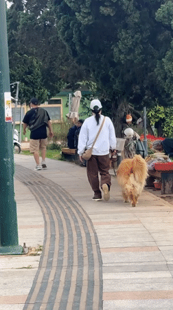 Woman walks golden retriever in Da Lat park