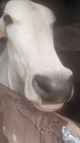 A close-up video shows the nose and mouth of a white cow. The cow's nostrils are dark and wet, and its mouth is slightly open, revealing its teeth and pink tongue. The cow's head is tilted slightly to the right, and its eyes are not visible in the frame. The background is dark and blurry, suggesting the cow is in a stable or barn. The video pans slightly upwards, revealing the cow's forehead and the base of its horns. A brown wooden fence or barrier runs across the bottom of the frame, and some metallic tape is visible on the barrier. The lighting is dim, and the video quality is moderate.