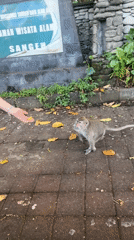 Monkeys feed at Indonesian nature park during morning hours