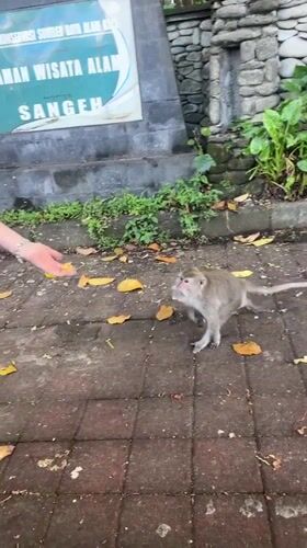 Monkeys feed at Indonesian nature park during morning hours