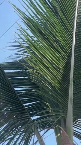 The video shows a palm tree viewed from below, set against a clear blue sky. The camera focuses on the large green fronds of the palm, with sunlight filtering through them. Power lines are visible in the upper portion of the frame. The trunk of the palm tree is also visible, with older, brownish fronds at the base. The scene is static, without any noticeable movement other than the natural sway of the palm leaves in the wind.