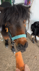 Pony with saddle and halter observed at Russian sanatorium