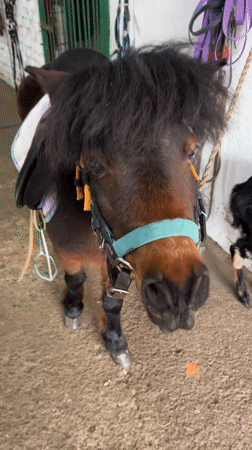 Pony with saddle and halter observed at Russian sanatorium