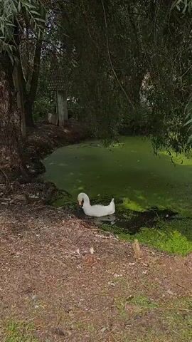 A white goose with an orange beak is in a murky green pond. The goose is partially submerged in the water and appears to be grooming itself or foraging. The pond is surrounded by trees and vegetation, with a dirt bank in the foreground. There is a wooden structure in the background. The video is taken from a slightly elevated perspective.