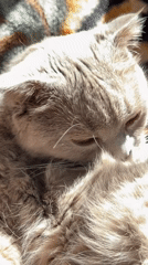 Grey cat's morning grooming routine captured in Yerevan sunlight