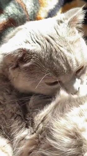 Grey cat's morning grooming routine captured in Yerevan sunlight