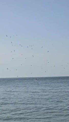 The video shows a wide shot of the ocean under a clear sky. A flock of birds is scattered across the sky. In the middle ground, a small boat is moving across the water. The waves are small, and the water appears calm. The horizon is visible in the distance, separating the sea from the sky.