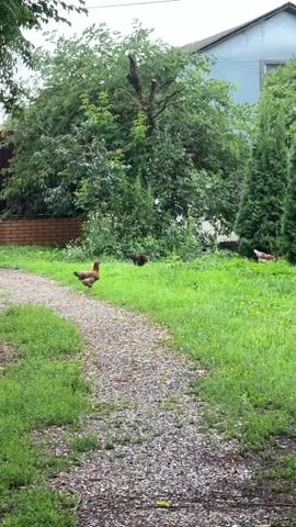 A dirt path winds through a grassy yard with several chickens. A large tree with a bare upper trunk stands in the center background, and a blue house is visible beyond it. Two chickens are in the middle ground, one brown and white on the path, and one dark brown partially obscured by grass. Another chicken, light brown and white, is visible on the far right, near some evergreen trees. The sky is overcast.