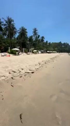 The video shows a tropical beach on a sunny day. The camera pans from the sandy beach, littered with some twigs, up towards a row of white umbrellas and beach chairs. Behind them are tall coconut trees and lush green vegetation. The camera continues panning out to reveal the clear, calm, light blue ocean meeting the sandy shore. The sky is clear and bright blue.