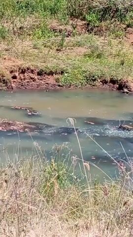 The video shows a small, slow-moving stream or river with murky, slightly greenish water. The banks of the stream are composed of dirt and grass. There are small rocks and debris visible within the water.  In the foreground, there is dry, brown grass and some dried flower stems obscuring part of the view. The scene is bathed in bright daylight.
