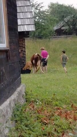 A young boy in a green shirt and dark shorts runs away from a brown and white cow. A woman in a pink shirt and dark shorts stands holding the cow's rope. The cow is positioned next to a wooden building with a stone foundation. The area is grassy with some dry leaves and branches in the foreground. In the background, there are trees and another building. The scene appears to be outdoors during the daytime.