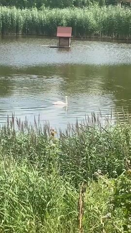 The video shows a calm body of water, possibly a pond or lake, with lush green vegetation along the banks. In the center of the water, a white swan is gracefully swimming, leaving a subtle wake behind it. In the distance, a small, brown wooden structure with a red roof, likely a duck house or bird feeder, is floating on the water. The foreground is dominated by tall, green reeds and other wild grasses, suggesting a natural, undisturbed environment. The lighting indicates it is daytime, likely sunny, with dappled sunlight reflecting off the water's surface. There are no people visible in the video.