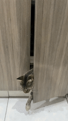 Cat grooming near teddy bear captured in Wilde, Argentina