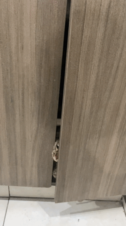 Cat grooming near teddy bear captured in Wilde, Argentina