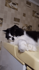 Fluffy cat claims the top of the fridge as its territory