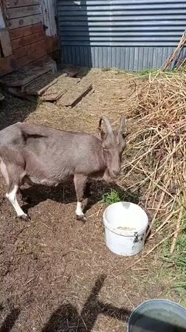 A medium shot shows a brown goat with curved horns drinking from a white bucket. The goat is positioned on the left side of the frame, facing right, with its head inside the bucket. The ground is covered in dry hay and dirt. In the background, there is a wooden structure on the left and a corrugated metal fence on the right. A pile of dry grass or reeds is visible to the right of the goat. A portion of another bucket with water is visible in the lower right corner. The lighting suggests it is daytime.