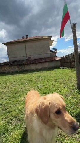 In a medium shot, a golden retriever spots a flying orb toy being tossed into the air and rushes to retrieve it in a backyard with a grass lawn, a rustic wooden fence, bare trees, and a building in the background. The sky above is a mix of blue and heavy clouds. As the dog catches the toy, which appears to be black and netted, it trots back towards the camera, its tail wagging. The scene is bathed in natural light.