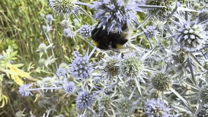 Bumblebee on thistle, ants at work — backyard insects up close