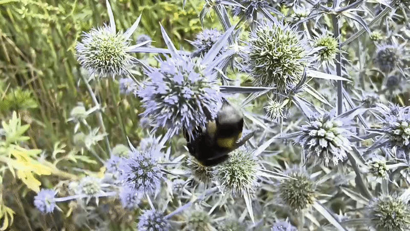 Bumblebee on thistle, ants at work — backyard insects up close