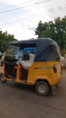 Cattle herd crosses road in Barnawa, Nigeria
