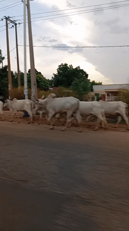 Cattle herd crosses road in Barnawa, Nigeria