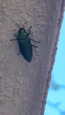 The video shows a close-up, top-down view of a metallic green beetle crawling on a textured, light-colored surface, possibly a wall. The beetle is the primary subject, and its iridescent shell shimmers with hints of blue and red as it moves. Its legs are visible as it navigates the rough texture. The background is a consistent, speckled surface that fills the frame, providing no specific location cues beyond being an outdoor or indoor textured wall. The lighting appears to be natural, suggesting daytime. There is no discernible activity or event taking place other than the beetle's movement. The overall mood is neutral, focusing on the natural world. No text is visible in the video.