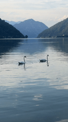 Swans and still water on Lake Lugano near Mendrisio