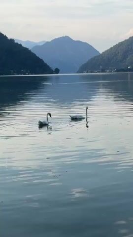 Two swans are swimming in a calm lake. The lake is surrounded by rolling hills covered in trees. In the background, a mountain range is visible, with a tower on one of the peaks. The sky is overcast, with the sun setting behind the mountains. The water has ripples on its surface, reflecting the sky and the surrounding landscape. One swan is on the left, facing left, and the other is on the right, facing right.