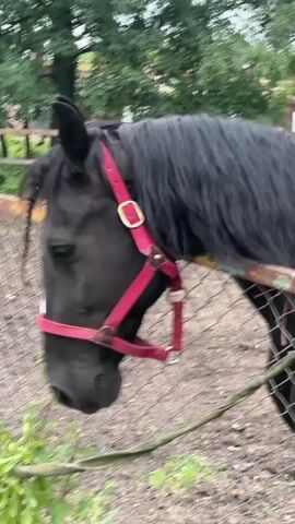 The video shows a close-up of a black horse with a red halter, wearing a black mane. The horse is in an outdoor enclosure, with a wire fence in the foreground. Behind the horse, a wooden fence and trees can be seen, suggesting a rural or park-like setting. The horse is eating something green from the ground. The weather appears to be overcast, and the time of day is likely daytime. There is no visible text in the video. The overall impression is peaceful and natural.