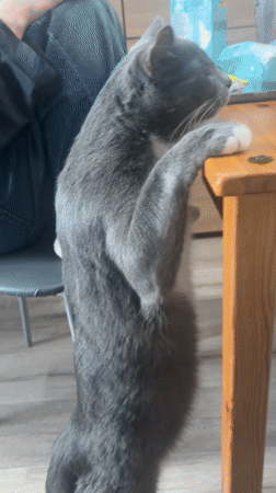 Domestic life documented in Saint Petersburg apartment over afternoon hour