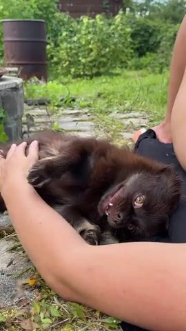 A person's arm and leg are visible in the foreground of the video. The person is petting a small, brown dog that is lying on its back on the ground. The dog has its mouth open and tongue hanging out. The background is a grassy area with some greenery and a dark barrel.