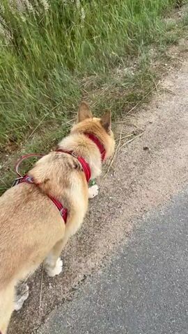A corgi dog walks on a path next to tall grass. The dog is wearing a red harness and leash. The dog sniffs the ground near the grass.
