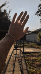 Lazy summer afternoon with pets and golden-hour sun play