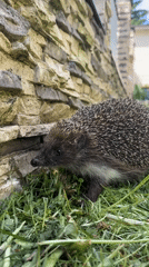 Hedgehog forages in Russian backyard as toddlers play nearby