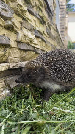 Hedgehog forages in Russian backyard as toddlers play nearby