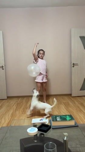 Small dog chases balloons around a Plovdiv apartment