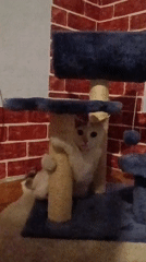 Cats observed playing and resting indoors in Viadana, Italy