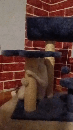 Cats observed playing and resting indoors in Viadana, Italy