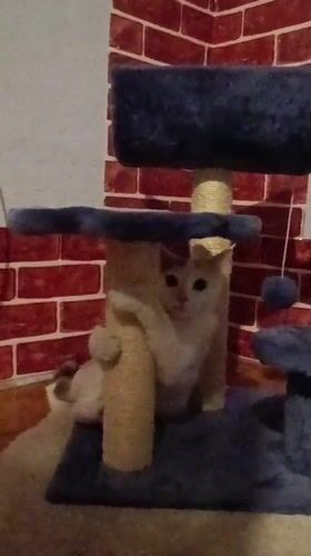 Cats observed playing and resting indoors in Viadana, Italy